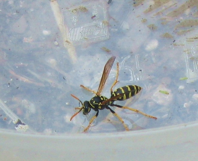 Polistes dominulus